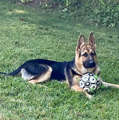 Product review photo — soccer ball dog toy grab straps