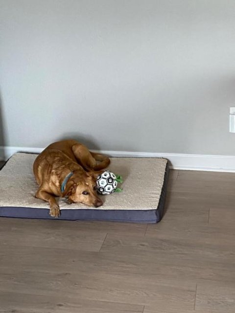Product review photo — soccer ball dog toy grab straps