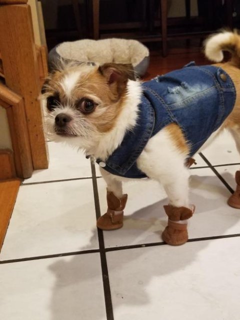 Product review photo — warm lined winter dog boots