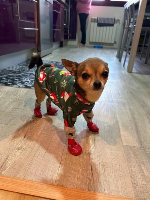 Product review photo — waterproof dog boots set of 4